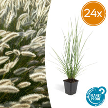 Buitenplant 24x Pennisetum alopecuroides 'Hameln' - Pot Ø 9cm Hoogte ↕ 10-25cm