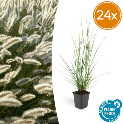 Buitenplant 24x Pennisetum alopecuroides 'Hameln' - Pot Ø 9cm Hoogte ↕ 10-25cm