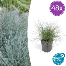 Buitenplant 48x Festuca glauca 'Elijah Blue' - Pot Ø 9cm Hoogte ↕ 10-25cm