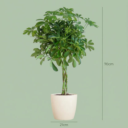 Kamerplant - Schefflera Arboricola 'Nora' - Pot Ø 21cm Hoogte ↕ 70cm