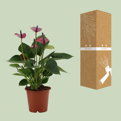 Kamerplant - Anthurium Baby Purple - Pot Ø 12cm Hoogte ↕ 36cm