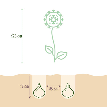 Buitenplant 5x Allium Gladiator - Bloeiend - Bolmaat 16/18