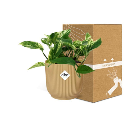 Kamerplant - Scindapsus Marble Queen - Pot Ø 14cm