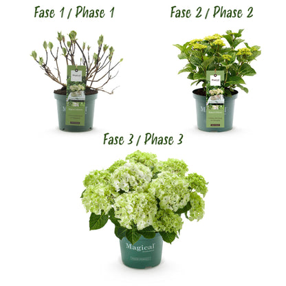 Buitenplant 2x Hydrangea Magical Nobless - Wit Bloeiend - Pot Ø 23cm Hoogte ↕ 55cm