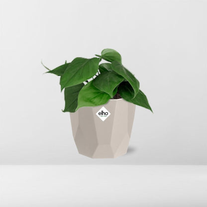 Kamerplant - Philodendron Scandens - Pot Ø 14cm