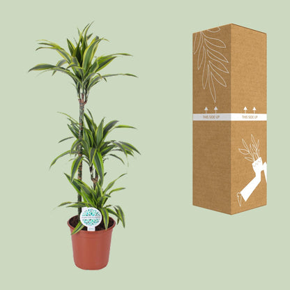 Kamerplant - Dracaena Lemon Lime - Pot Ø 24cm Hoogte ↕ 120cm