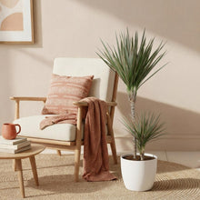 Kamerplant - Dracaena Marginata Bicolor - Pot Ø 21cm Hoogte ↕ 90-100cm
