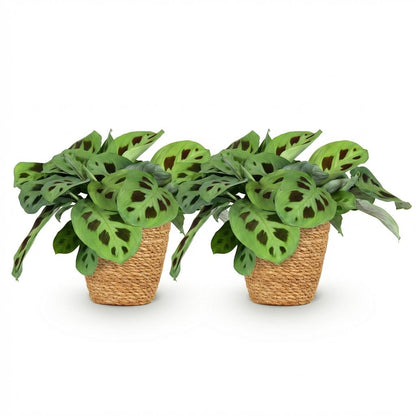 Kamerplant 2x Maranta Fascinator Kerchoveana - Zebraplant - Pot Ø 12cm Hoogte ↕ 25cm