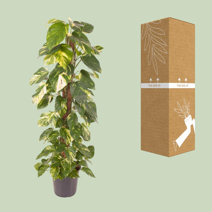 Kamerplant - Epipremnum Pinnatum - Luchtzuiverend - Pot Ø 24cm Hoogte ↕ 120cm