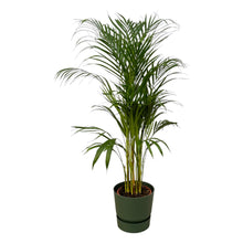 XL Kamerplant - Areca Palm - Pot Ø 21cm Hoogte ↕ 110cm