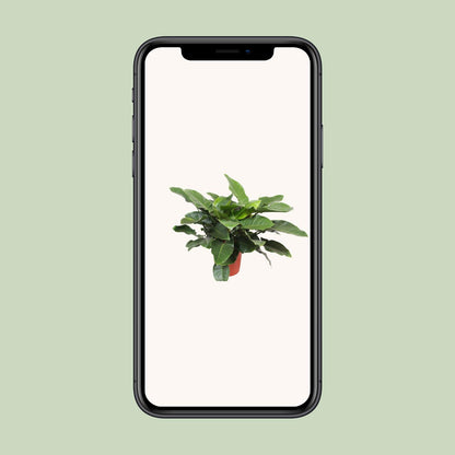 Kamerplant - Philodendron Imperial Green - Pot Ø 34cm Hoogte ↕ 90cm