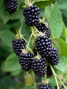 Buitenplant - Rubus fruticosus 'Black Satin' - Doornloze Braam - Pot Ø 13cm Hoogte ↕ 45cm