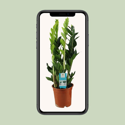 Kamerplant - Zamioculcas zamiifolia - Pot Ø 17cm Hoogte ↕ 65cm