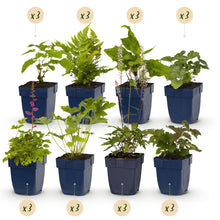Buitenplant 24x Borderpakket Schaduw - Vaste planten - Pot Ø 11cm Hoogte ↕ 10-25cm