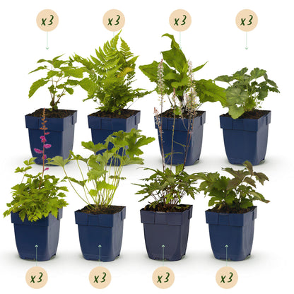 Buitenplant 24x Borderpakket Schaduw - Vaste planten - Pot Ø 11cm Hoogte ↕ 10-25cm