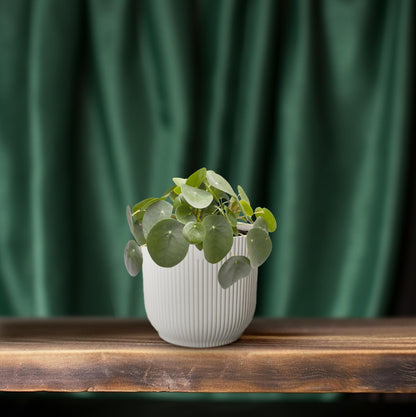 Kamerplant - Pilea Peperomioides - Pot Ø 12cm Hoogte ↕ 20cm