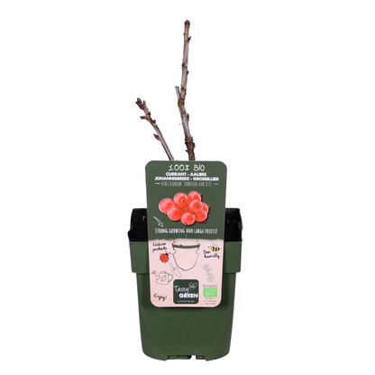 Buitenplant - Ribes rubrum 'Jonkheer van Tets' - Aalbes - Pot Ø 13cm Hoogte ↕ 45cm