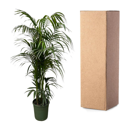 XL kamerplant - Kentia Palm - Pot Ø 38cm Hoogte ↕ 220cm