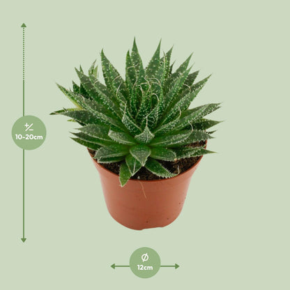Kamerplant - Aloë Aristata - Pot Ø 12cm Hoogte ↕ 20cm