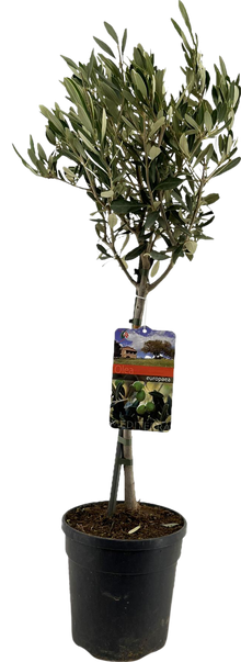 Buitenplant - Olea Europaea op Stam - Pot Ø 19cm Hoogte ↕ 90cm