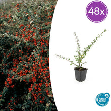 Buitenplant 48x Cotoneaster suec. 'Coral Beauty' - Pot Ø 9cm Hoogte ↕ 10-25cm