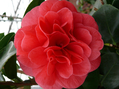 Buitenplant - Camellia japonica 'Lady Campbell' - Bloeiend - Pot Ø 26cm Hoogte ↕ 55cm