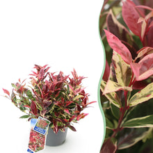 Buitenplant - Leucothoe Colour Diamond - Groenblijvend - Pot Ø 17cm Hoogte ↕ 45cm