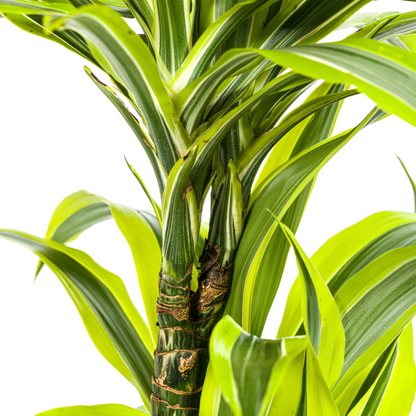Kamerplant - Dracaena Deremensis Lemon Lime - Pot Ø 19cm Hoogte ↕ 70-90cm