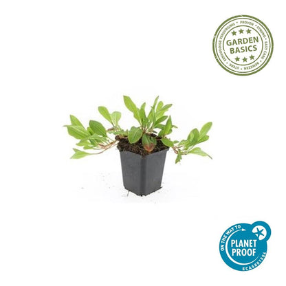 Buitenplant 24x Persicaria aff. 'Darjeeling Red' - Bloeiend - Pot Ø 9cm Hoogte ↕ 10-25cm