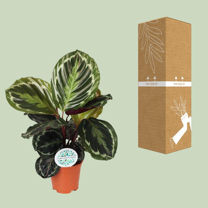 Kamerplant - Calathea Medallion - Pot Ø 14cm Hoogte ↕ 45cm