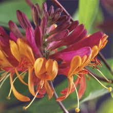 Buitenplant 2x Lonicera heckrottii 'Goldflame' - Kamperfoelie - Bloeiend - Pot Ø 11cm Hoogte ↕ 40cm