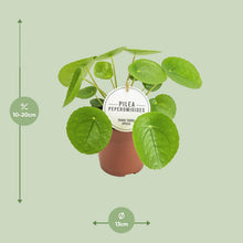 Kamerplant - Pilea Peperomioides - Pot Ø 13cm Hoogte ↕ 20cm