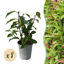 Buitenplant 8x Prunus lusitanica Angustifolia - Groenblijvend - Pot Ø 9cm Hoogte ↕ 30-35cm