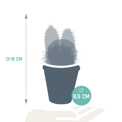 Kamerplant 3x Cactus mix - incl. terracotta pot - Pot Ø 8,5cm