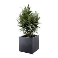 Buitenplant - Nerium Oleander struik - Rode bloem - Pot Ø 19cm Hoogte ↕ 70cm