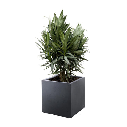 Buitenplant - Nerium Oleander struik - Rode bloem - Pot Ø 19cm Hoogte ↕ 70cm