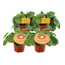 Kamerplant 4x Peperomia Argyreia & Pilea Peperomioides - Pot Ø 12cm Hoogte ↕ 20cm