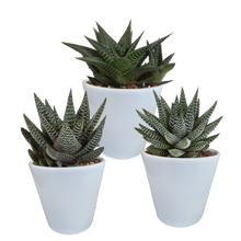 Kamerplant 3x Gasteria/Haworthia mix - Incl. witte sierpot - Pot Ø 8,5cm