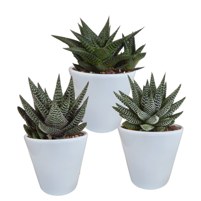 Kamerplant 3x Gasteria/Haworthia mix - Incl. witte sierpot - Pot Ø 8,5cm
