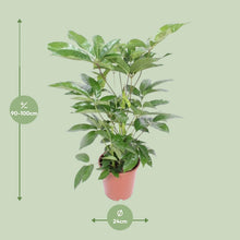 Kamerplant - Schefflera Actinophylla Amate - Pot Ø 24cm Hoogte ↕ 100cm