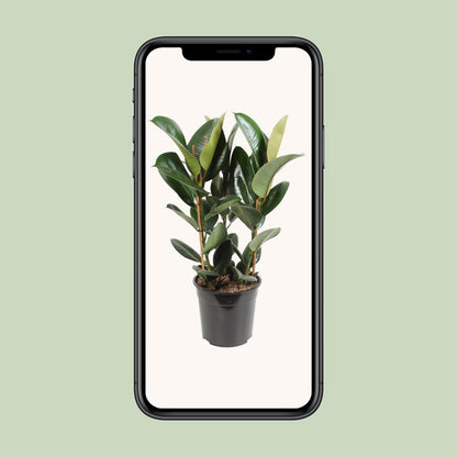 Kamerplant - Ficus Elastica Robusta - Hoogte ↕ 35-95cm