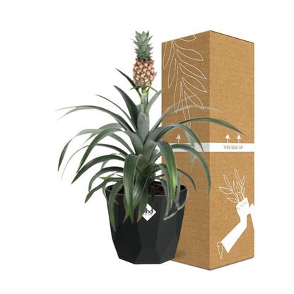 Kamerplant - Ananas Mi Amigo - Pot Ø 14cm