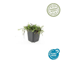 Buitenplant 24x Leptinella squalida - Pot Ø 9cm Hoogte ↕ 10-25cm