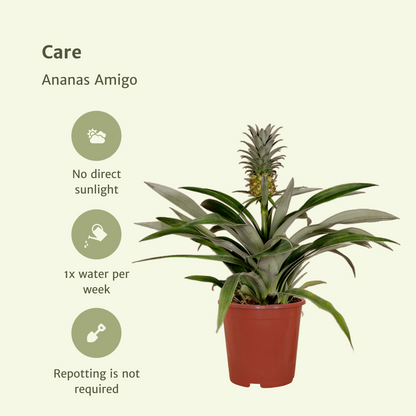 Kamerplant 2x Bromelia (Ananasplant) - Pot Ø 12cm Hoogte ↕ 30cm