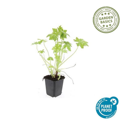 Buitenplant 60x Geranium macrorrhizum - Bloeiend - Pot Ø 9cm Hoogte ↕ 10-25cm