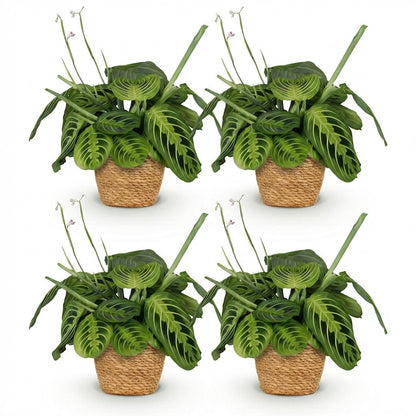 Kamerplant 4x Maranta Fascinator Lemon Lime - Pot Ø 12cm Hoogte ↕ 25cm