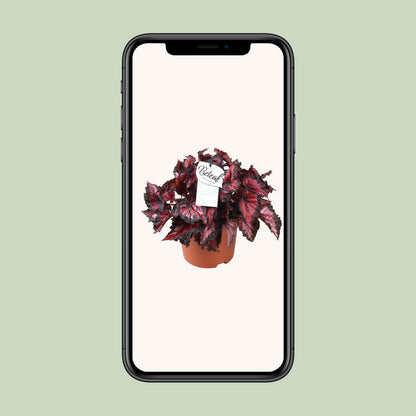 Kamerplant - Begonia Beleaf Inca Night - Pot Ø 17cm Hoogte ↕ 35cm