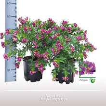 Buitenplant - Polygala Struik - Bloeiend - Pot Ø 19cm Hoogte ↕ 45cm