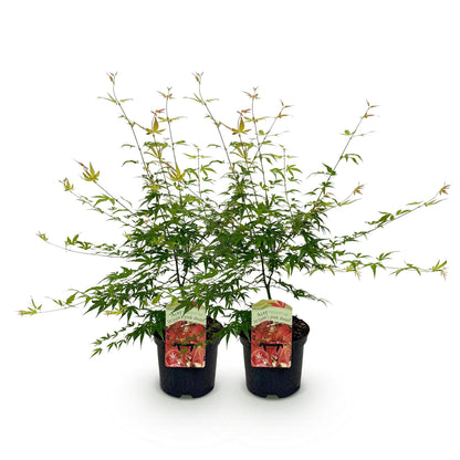 Buitenplant 2x Acer palmatum 'Pink Dwarf' - Pot Ø 19cm Hoogte ↕ 70cm
