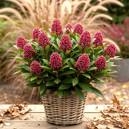 Buitenplant 2x Skimmia japonica Rubella - Winterhard - Bloeiend - Pot Ø 15cm Hoogte ↕ 30cm